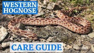 Western Hognose Snake InDepth Care Guide [upl. by Christiano]