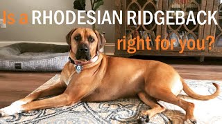 HOW TO Know if a Rhodesian Ridgeback is right for you [upl. by Bernardo895]