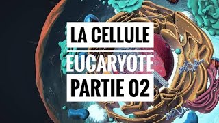 La cellule eucaryote partie 02 [upl. by Talie]