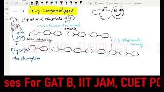 Glycogenolysis  Carbohydrate metabolism [upl. by Hardie91]