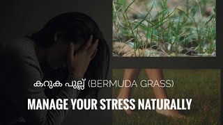 കറുക പുല്ല് Karuka Grass Bermuda Grass ഇനി PCOS നെ പേടിക്കണ്ട  Natural remedy [upl. by Noryd586]