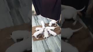 Dogo argentino puppies 👺🥰 canecorso viral dogoargentino puppies youtubeshorts alphathedogo [upl. by Siladnerb]