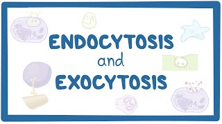 Endocytosis and exocytosis [upl. by Jolie479]