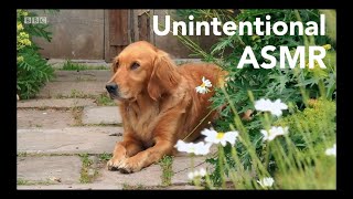 Gardeners Worlds Unintentional ASMR [upl. by Reta]