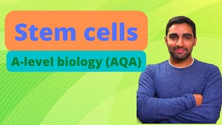 Stem cells  Alevel Biology [upl. by Swisher763]