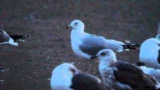 ¿ Ringbilled Gull x Common Gull [upl. by Chandal740]