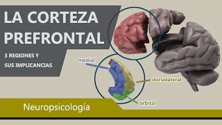 Comportamientos Controlados por la Corteza Prefrontal  Psicología y el cerebro [upl. by Mannes]