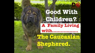 Caucasian Shepherds  Are they good with children  Lets find out  JJ Kennels [upl. by Neva]