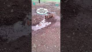 Puppy Helps Dig Ditch For Water Runoff  ViralHog [upl. by Nayek81]