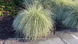 Lomandra Platinum Beauty [upl. by Baumann]