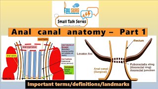 Surgical anatomy of anal canal  what is dentate line  external anal sphincter  hemorrhoids [upl. by Yhtomit]