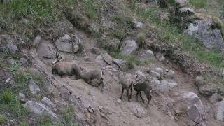 Nurserie de chamois Hautes Vosges 2023 [upl. by Nannie]