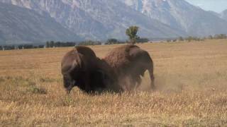 Incredible Bison Battle [upl. by Gierk365]