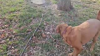 Stick it to em redfox rescuedog labrador labradorretriever sticks [upl. by Steffy]