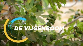 De Verkenners 27 De vijgenboom [upl. by Adlitam]