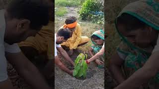 Madhuca longifolia Plant Mahua [upl. by Jeanie249]