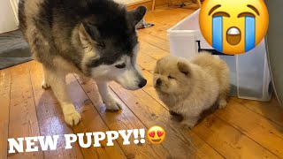 Husky Meets The Cutest Chow Chow Puppies In The World CUTEST REACTION [upl. by Nigam]