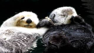 Otters holding hands  super cute [upl. by Aleacim]