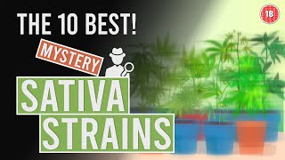 The 10 BEST “Mysterious” Sativa Cannabis Strains [upl. by Ennaylime436]