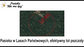 15km czyli efektywny zasięg lotu pszczoły i pasieka w lesie legalnie 2 Lasy Państwowe 2021r [upl. by Krilov42]