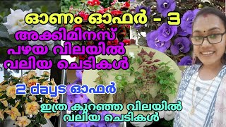 😱💥🌺 അക്കിമനസ് ചെടികൾ ഇത്രയും കുറഞ്ഞ വിലയിൽ വലിയ ചെടികൾ തരും  TipS noWreels gardening [upl. by Annora]