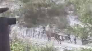 Un branco di lupi passeggia nelle cave alla Dorgola [upl. by Idnod420]