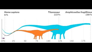 Did Amphicoelias fragillimus the giant sauropod ever exist [upl. by Ham]