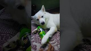 😡 అంత కోపం ఏంట్రా నీకు 😱😠 dog petlover trending shorts viral [upl. by Drandell507]