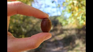 LA BELLOTA USOS Y FORMAS DE PREPARACIÓN Quercus Encina robles melojo quejigo Nuez comestible [upl. by Oniliuqnart]