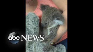 Heartwarming video of koala stuffed animal  WNT [upl. by Ahseram]