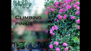 Climbing Pinkie Rose [upl. by Ahsienar]