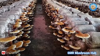 Ganoderma Mushroom Cultivation Training by SK MD RAFIK  Mushroom Cultivation In India [upl. by Gurevich]