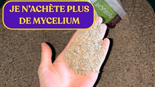 PRÉPARER MON GRAIN POUR FAIRE DU MYCÉLIUM [upl. by Ailime]