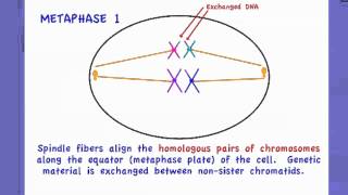 423 Outline the process of Meiosis [upl. by Citron]