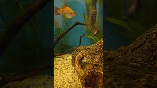 platy swordtail and molly fry babies in the main tank doing well [upl. by Retsae]