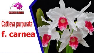 Orchids Flowers  Cattleya purpurata f carnea  hoa lan [upl. by Wharton]