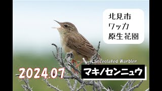 「マキノセンニュウ ～北見市 ワッカ原生花園～」 [upl. by Veron]