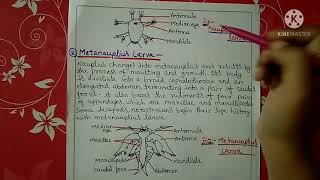 Larval forms of crustaceans  Bsc  Hindi [upl. by Imre]