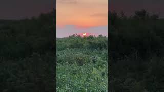 Lake Okeechobee is pure gold ’ love [upl. by Melliw]