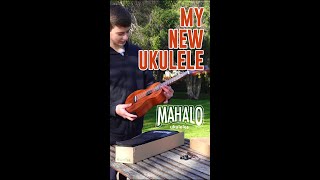 My New 🎵 Instrument 🎸 Mahalo Java AcousticElectric Concert Ukulele  shorts [upl. by Verbenia]