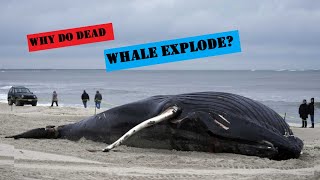 dead whale explodes on camera [upl. by Clemens]