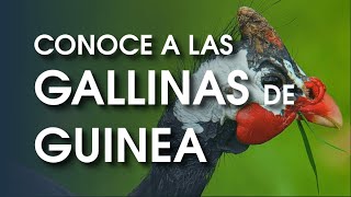 Gallina de guinea 🐔 Características temperamento  historia y más [upl. by Leacim]