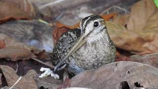 Pintailed snipe Gallinago stenura Nalaguraidhoo Maldives [upl. by Iznil]