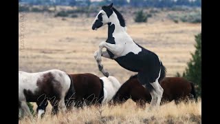 Wild Horses  Mustangs of Oregon [upl. by Camellia192]