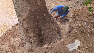 Unusual ‼️ evacuation of trembesi trees on the river bank  Husqvarna chainsaw [upl. by Ronal276]