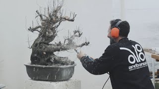 Bonsai Work on Oriental Hornbeam [upl. by Halley290]