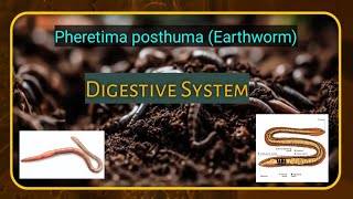 Digestive System Of Earthworm  Pheretima posthuma Earthworm  My Space [upl. by Rivera]