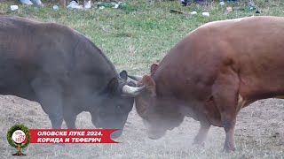 TV PRIBOJ EMISIJA OLOVSKE LUKE KORIDA I TEFERIČ 11082024 [upl. by Hilliard976]