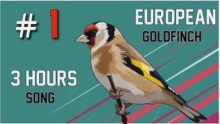 EUROPEAN GOLDFINCHES  Male amp Female  How to tell then apart [upl. by Ttesil]