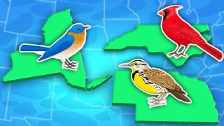 Discover The 50 State Birds Of The US  United States Geography Songs For Kids  KLT [upl. by Imit271]